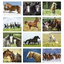 1052_27_Months.webp